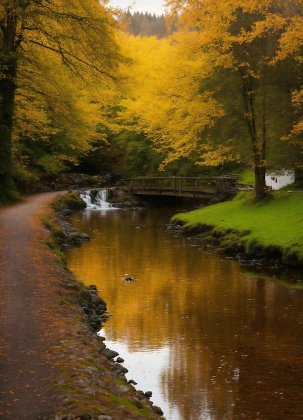 Salesforce Einstein Recommendations, Water, Plant, Water Resources, Leaf, Sky