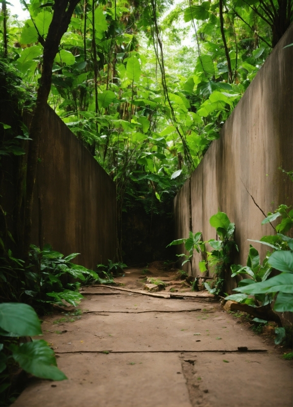 Tensorflow Deep Learning Ai, Plant, Green, Wood, Sunlight, Terrestrial Plant