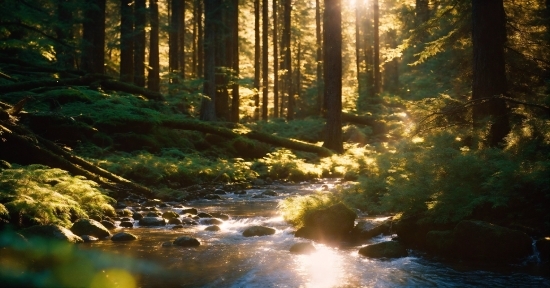 Water, Plant, Ecoregion, Light, Natural Landscape, Wood