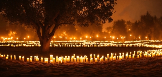 Atmosphere, Candle, Light, Tree, Sky, Plant