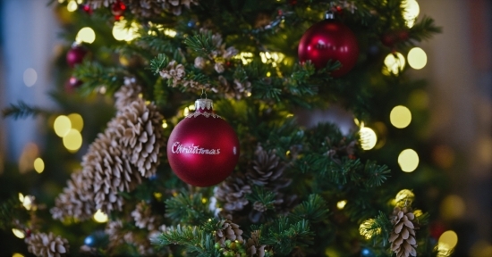 Christmas Tree, Christmas Ornament, Light, Plant, Branch, Holiday Ornament