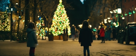 Christmas Tree, Photograph, Standing, Plant, Public Space, Tree