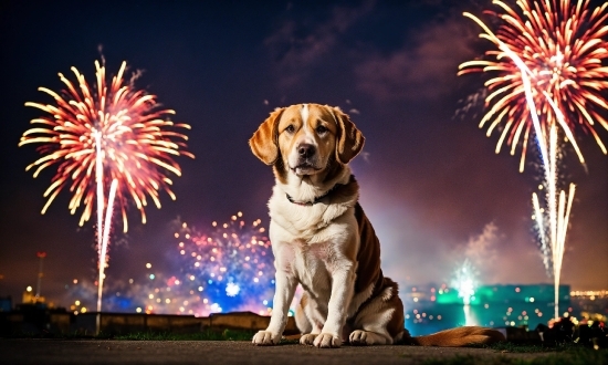Fireworks, Light, Sky, Dog, Fawn, Carnivore
