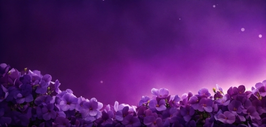 Flower, Atmosphere, Plant, Purple, Nature, Petal