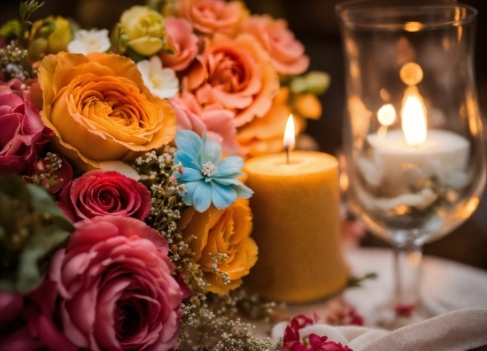 Flower, Candle, Plant, Tableware, Petal, Orange