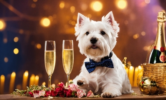 Free Cdr Editor, Dog, Dog Breed, Carnivore, Tableware, Companion Dog