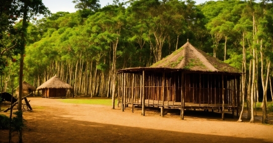 Illustration, Thatching, Sky, Tree, Shade, Natural Landscape