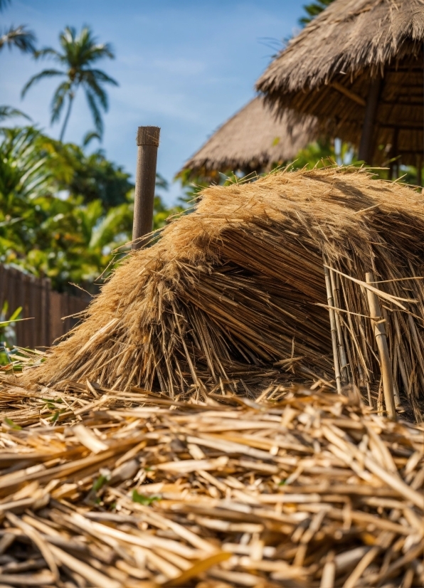 Sky, Thatching, Wood, Grass, Plant, Agriculture