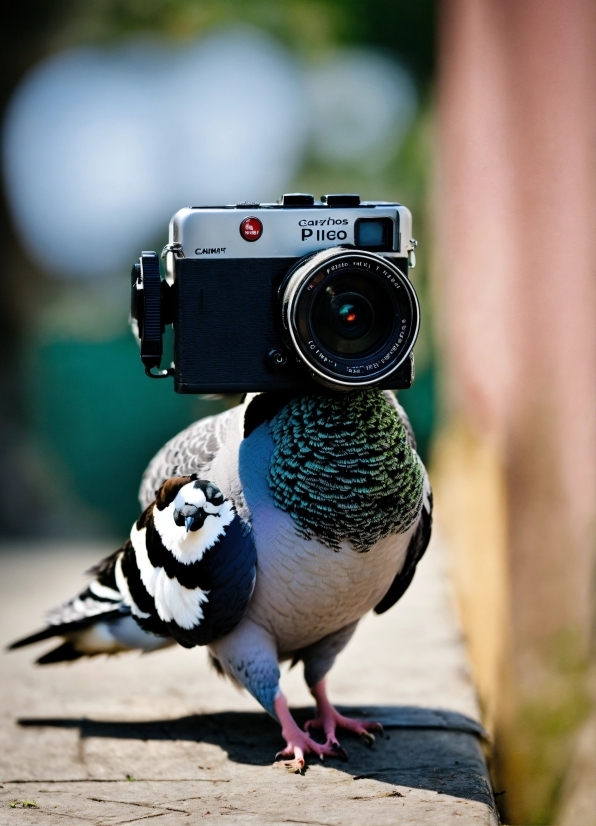 Bird, Reflex Camera, Camera Lens, Camera Accessory, Flash Photography, Digital Camera