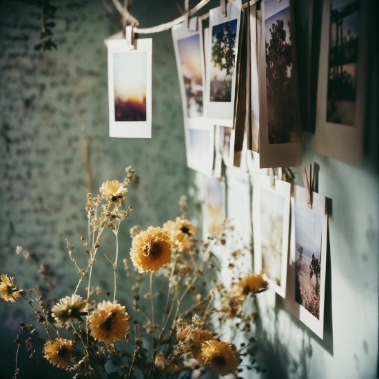 Flower, Plant, Light, Picture Frame, Lighting, Window