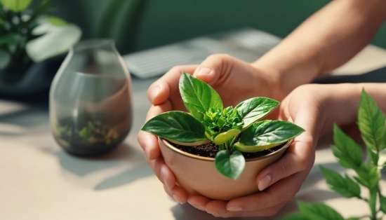 Food, Hand, Plant, Gesture, Ingredient, Terrestrial Plant