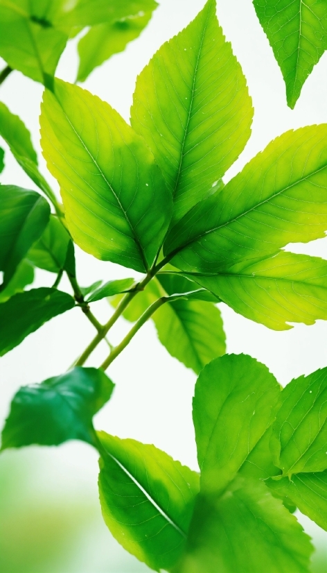 Lively Wallpaper For Windows 10, Botany, Nature, Leaf, Branch, Plant