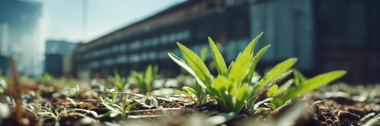 Love Background Hd, Plant, Terrestrial Plant, Grass, Houseplant, Groundcover