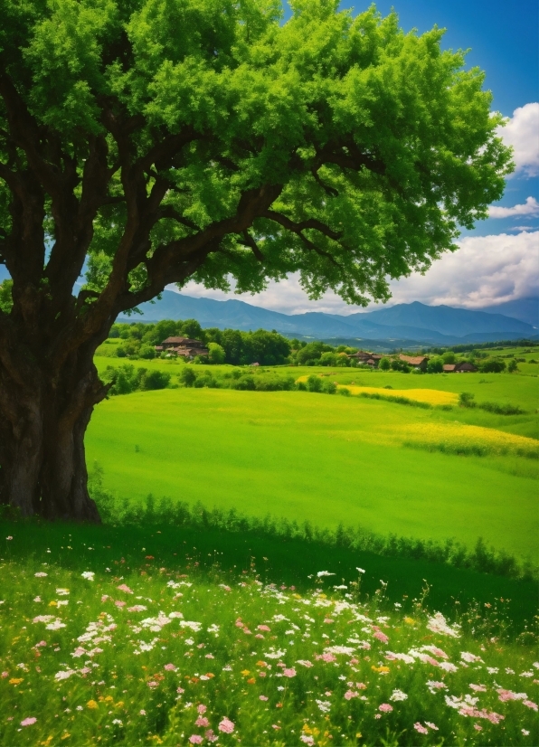 Minecraft Nova Skin Wallpaper, Plant, Sky, Cloud, Green, Flower