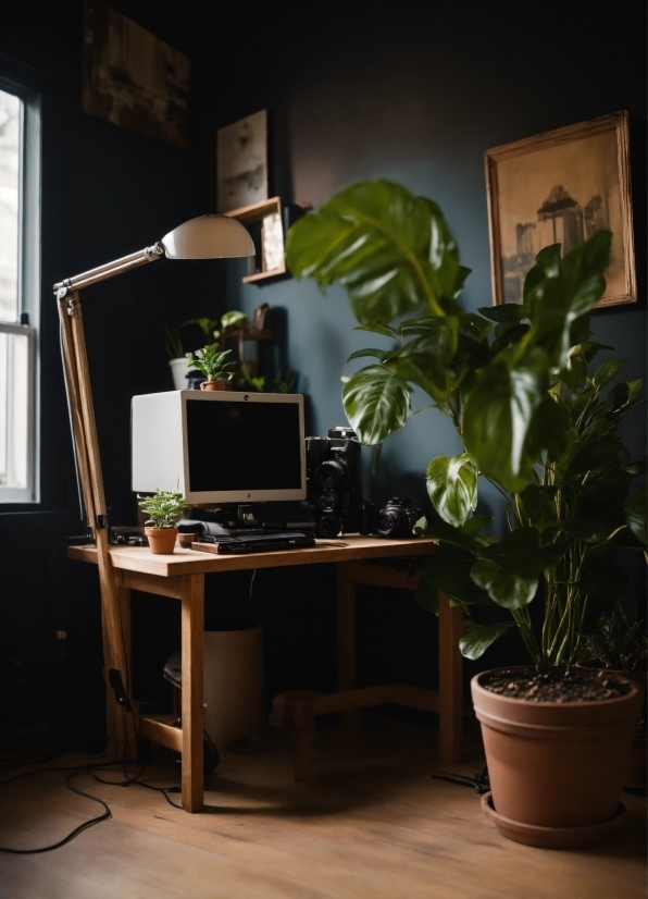 Plant, Computer, Table, Building, Desk, Houseplant