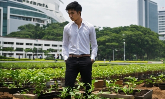Plant, Dress Shirt, Sleeve, Sky, Collar, Agriculture