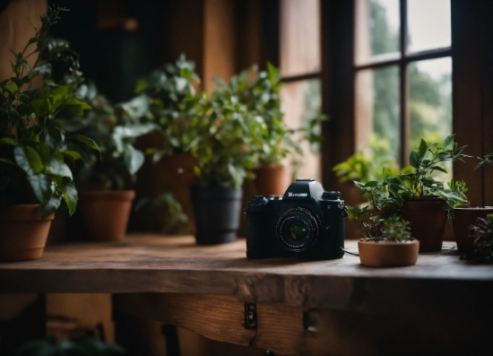 Plant, Flowerpot, Houseplant, Window, Reflex Camera, Camera Lens