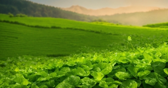 Plant, Green, Natural Landscape, Sunlight, Grass, Agriculture
