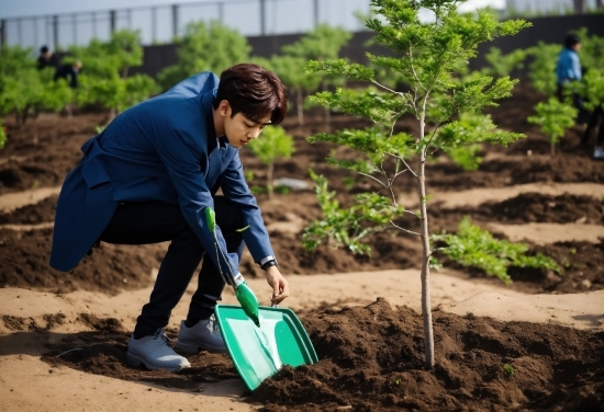 Plant, People In Nature, Garden Tool, Grass, Adaptation, Tree