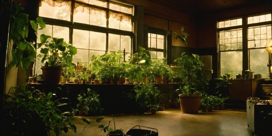 Plant, Property, Window, Flowerpot, Houseplant, Fixture