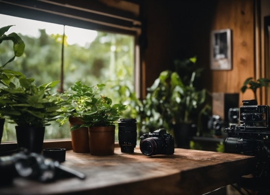 Plant, Property, Window, Wood, Houseplant, Table