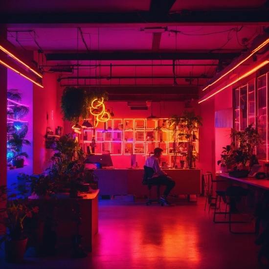 Plant, Purple, Lighting, Chair, Violet, Magenta