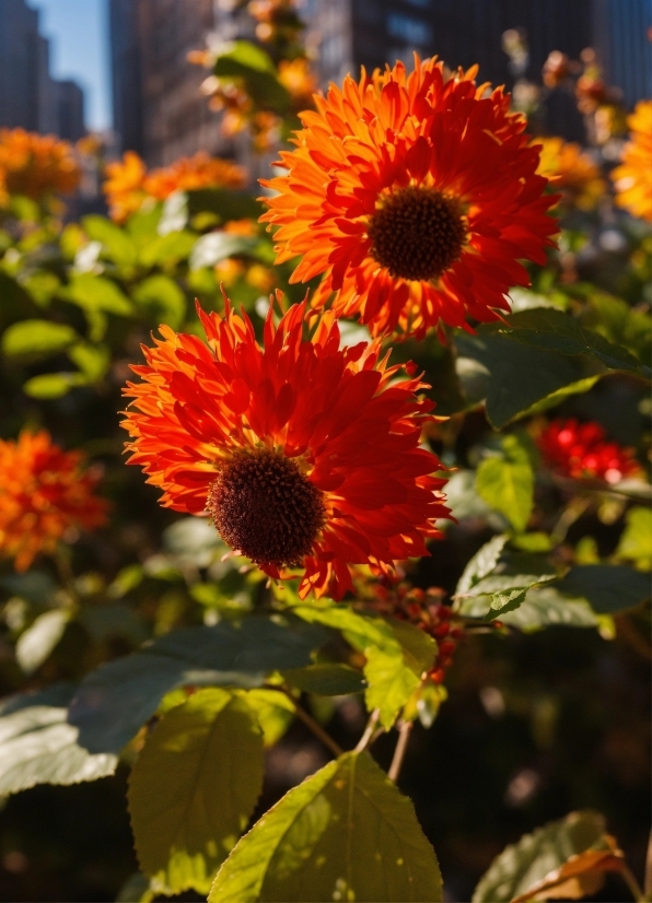 Adobe Premiere Pro Stock Video, Flower, Plant, Petal, Vegetation, Sunflower