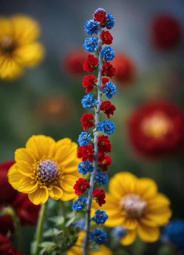 Adobe Premiere Stock Footage, Flower, Plant, Photograph, Light, Petal
