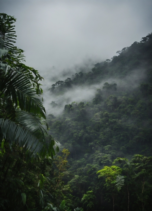 Ai Powered App, Cloud, Plant, Sky, Natural Landscape, Tree