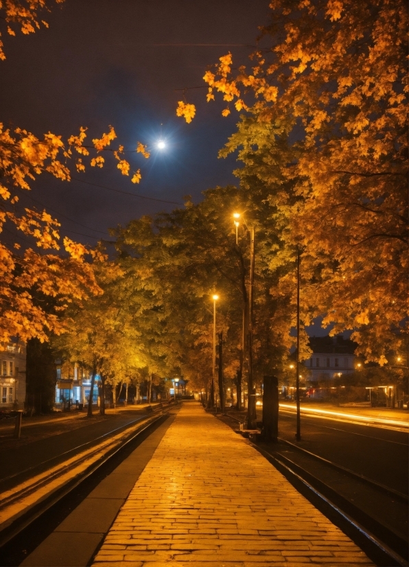 Atmosphere, Amber, Road Surface, Plant, Infrastructure, Nature