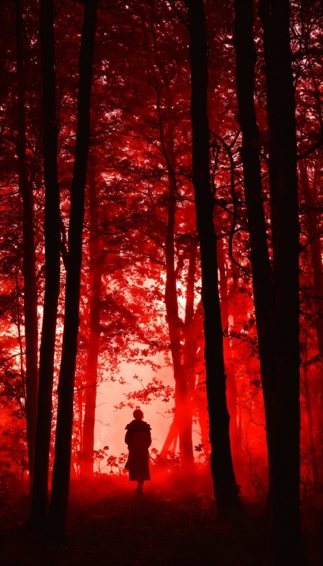 Best Artificial Intelligence App For Android, Plant, Atmosphere, People In Nature, Light, Leaf