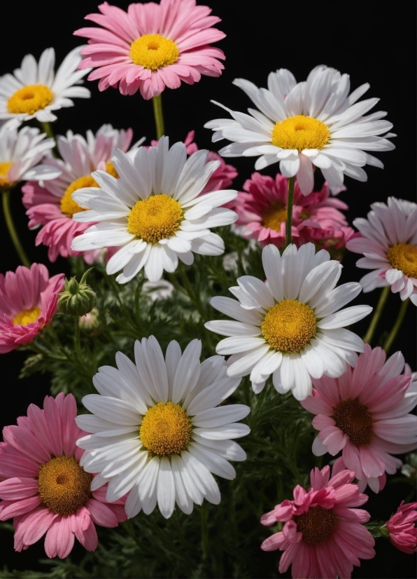Best B Roll Footage, Flower, Plant, White, Petal, Nature