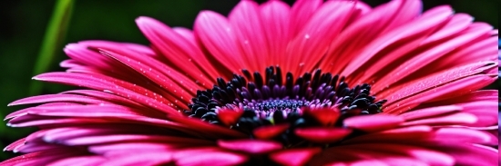 Best Youtube To Mp3 Converter For Mac, Flower, Plant, Petal, Magenta, Terrestrial Plant