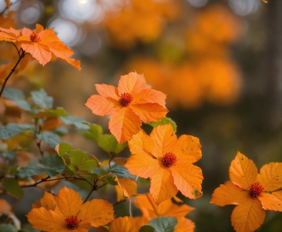 Buy Footage, Flower, Plant, Light, Nature, Leaf