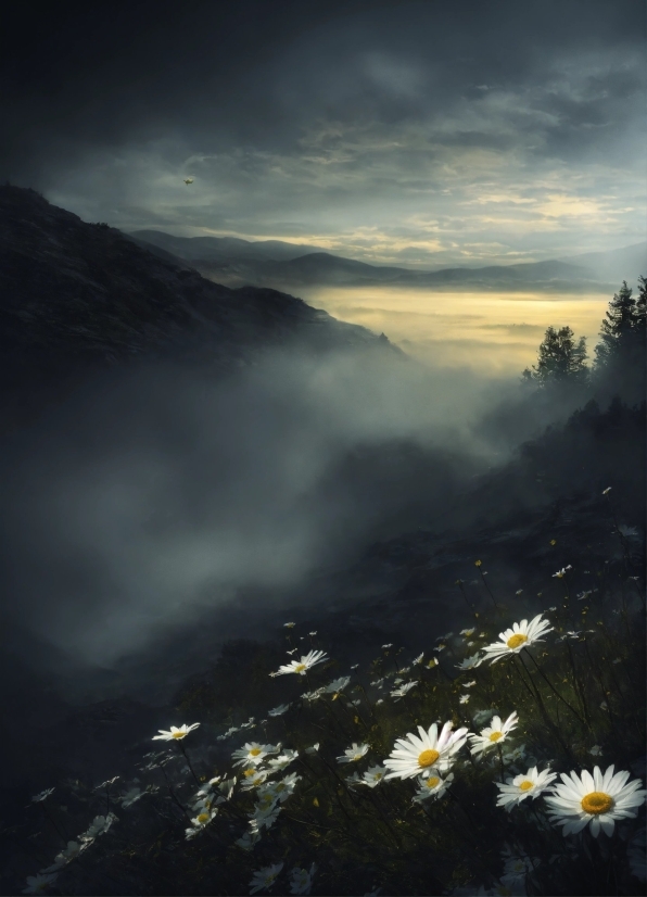 Cloud, Sky, Plant, Atmosphere, Mountain, Flower
