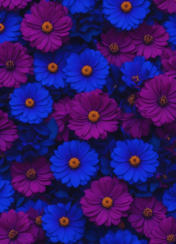 Colorfulness, Blue, Purple, Violet, Petal, Flower