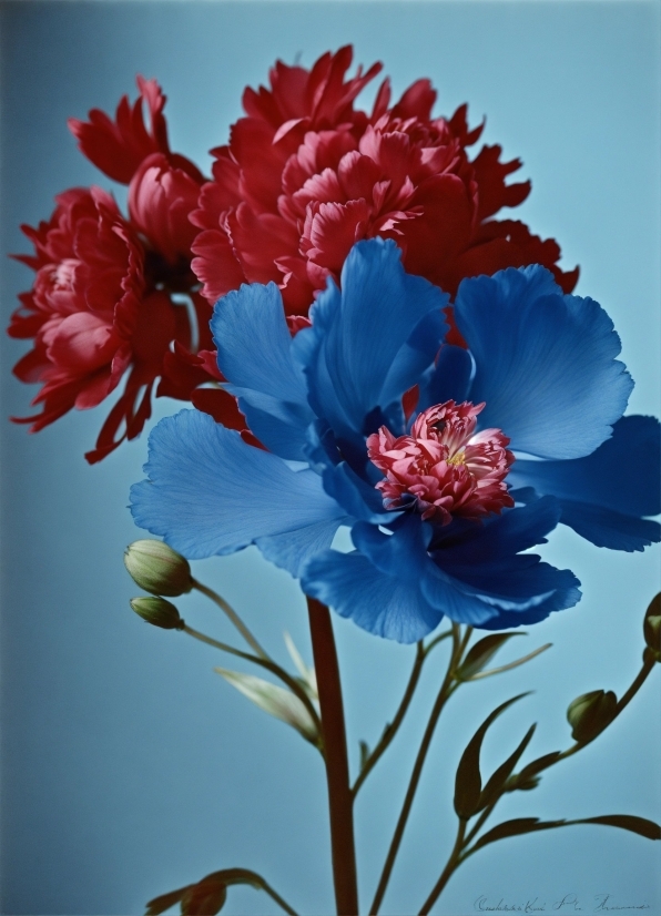 Convert Youtube Video To Mp3, Flower, Plant, Petal, Sky, Flowering Plant
