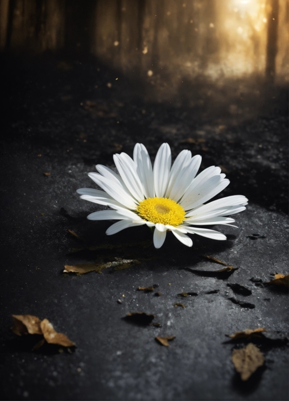 Download Free Stock Videos Without Watermark, Flower, Plant, Petal, Wood, Sunlight