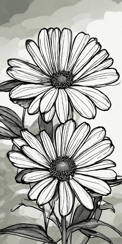 Download Stock Photos, Flower, Plant, Photograph, White, Botany