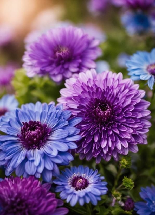 Flower, Blue, Petal, Purple, Plant, Botany