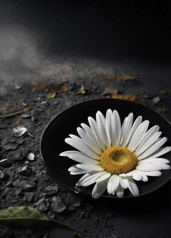 Flower, Petal, Flash Photography, Liquid, Plant, Grey