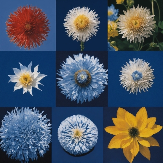 Flower, Photograph, Plant, Blue, White, Petal
