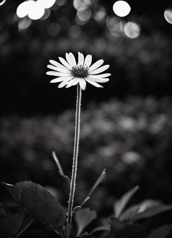 Flower, Plant, Black, Petal, Flash Photography, Black-and-white