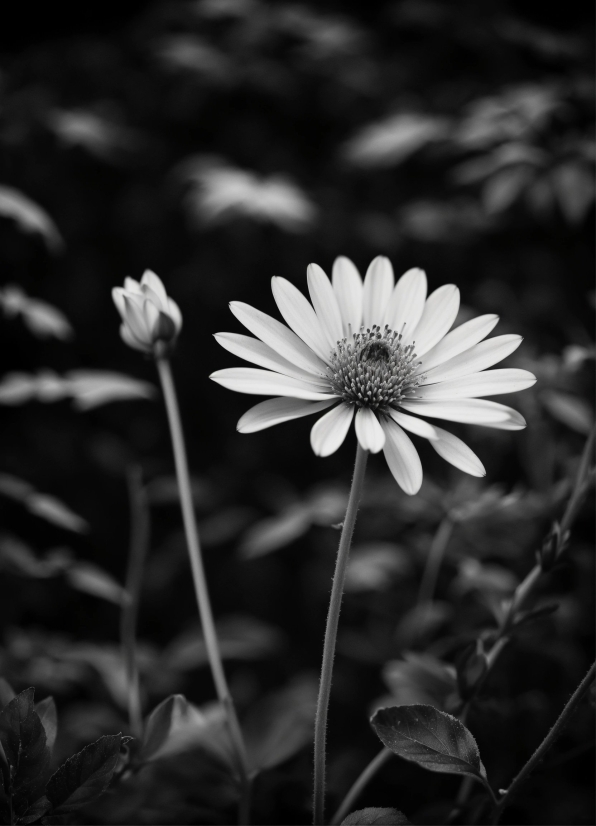 Flower, Plant, Black-and-white, Petal, Style, Flash Photography