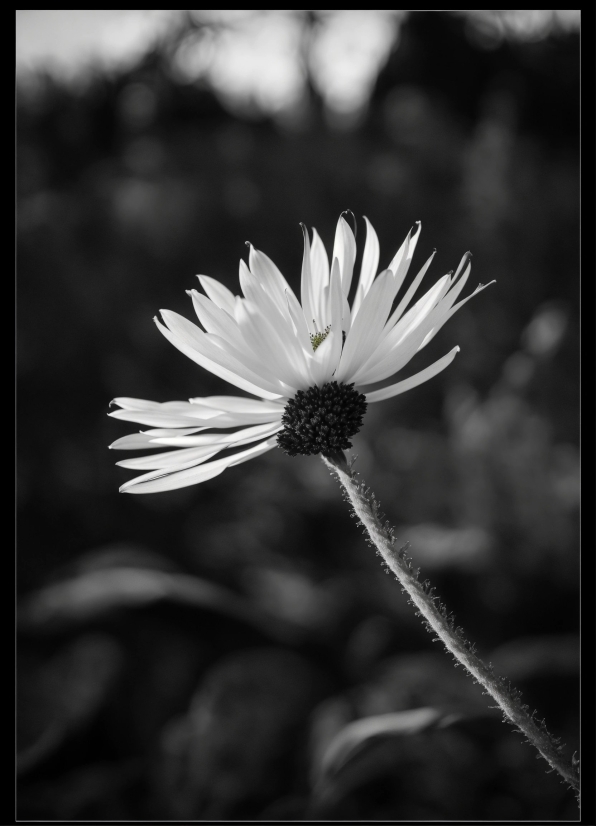 Flower, Plant, Black-and-white, Petal, Style, Herbaceous Plant