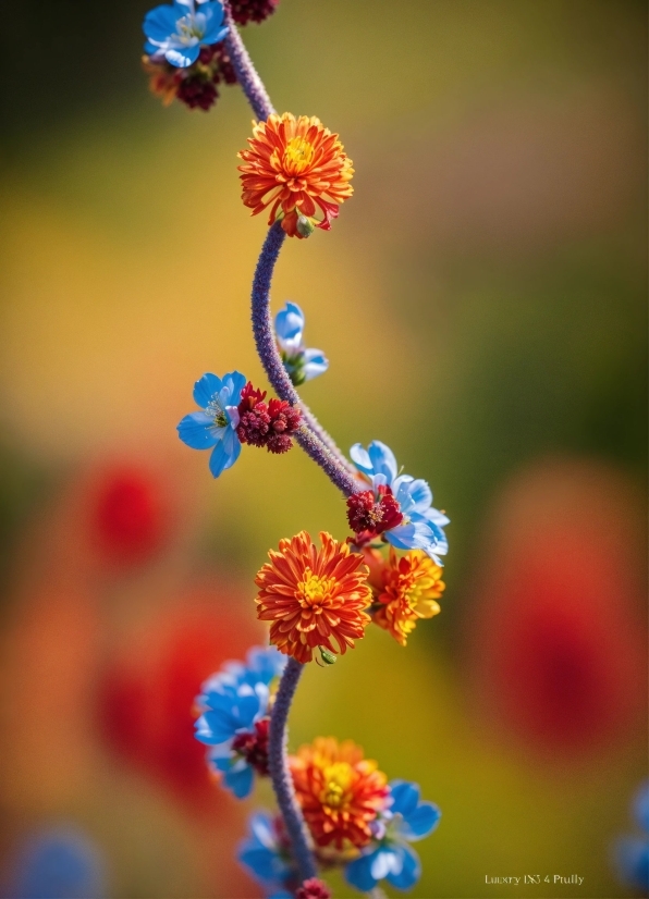 Flower, Plant, Blue, Nature, Petal, Orange