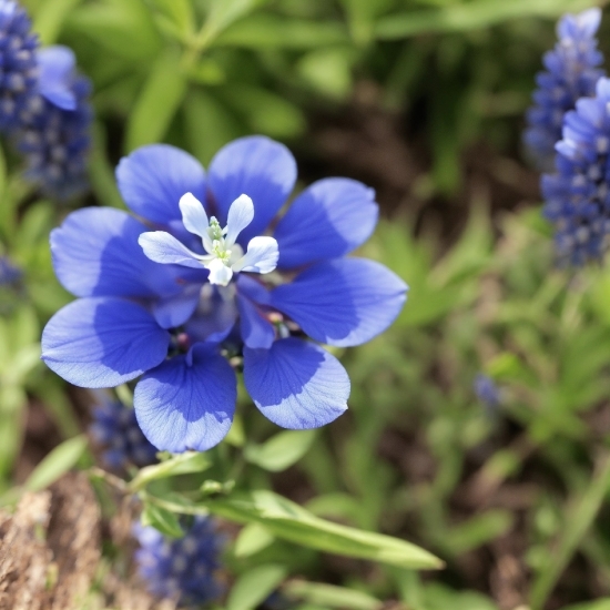 Flower, Plant, Blue, Petal, Grass, Groundcover