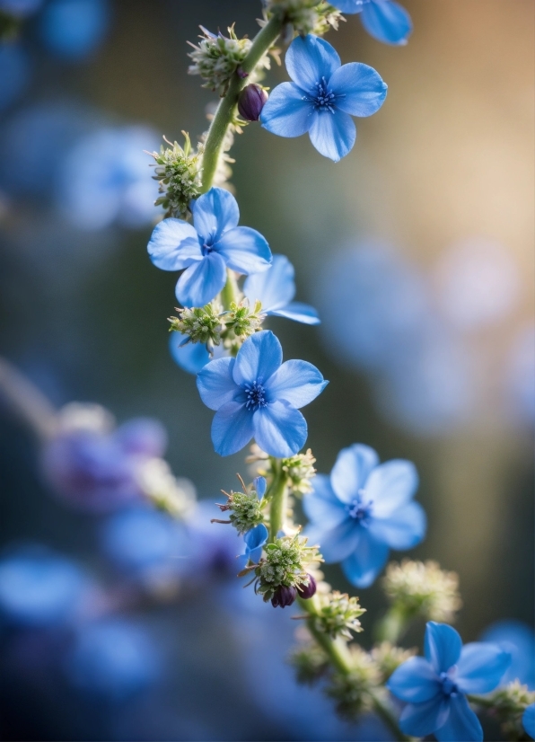 Flower, Plant, Blue, White, Petal, Branch
