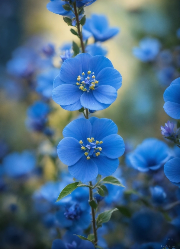 Flower, Plant, Blue, Window, Petal, Groundcover