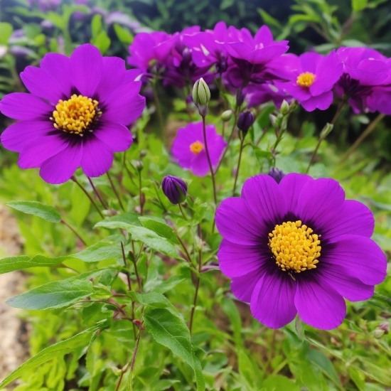 Flower, Plant, Botany, Petal, Purple, Violet